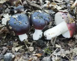 Feketésvörös galambgomba