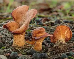 Rozsdasárga tölcsérgomba