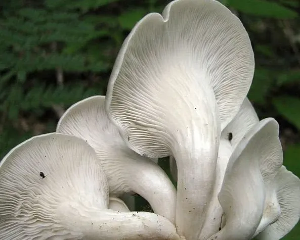 Branching oyster mushroom - Pleurotus cornucopiae