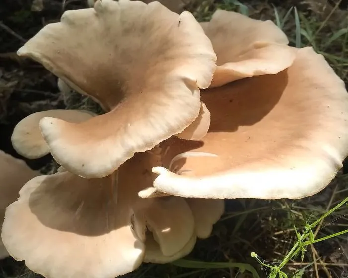 Branching oyster mushroom - Pleurotus cornucopiae