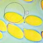 mushroom spore image