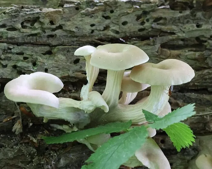 Branching oyster mushroom - Pleurotus cornucopiae