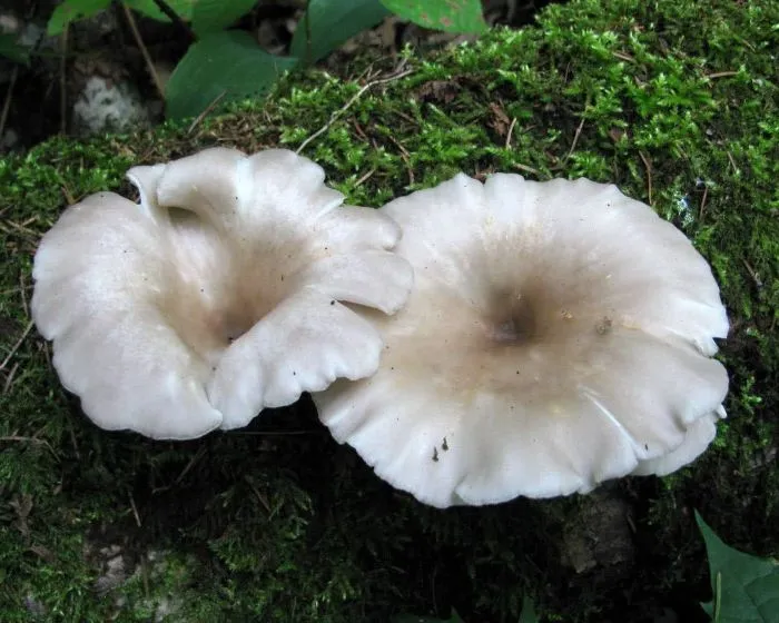 Branching oyster mushroom - Pleurotus cornucopiae