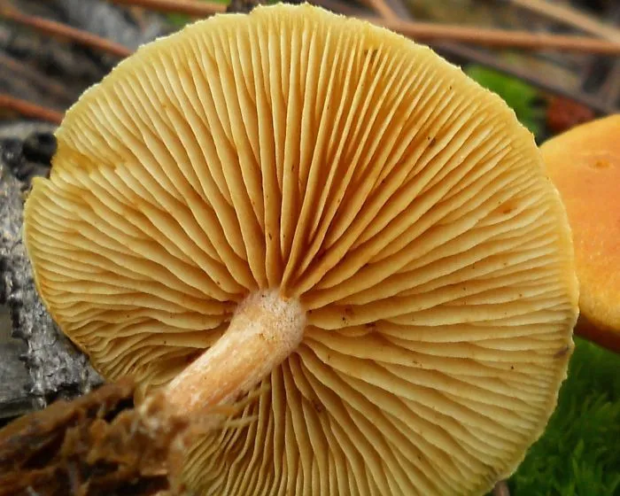 Common rustgill - Gymnopilus penetrans