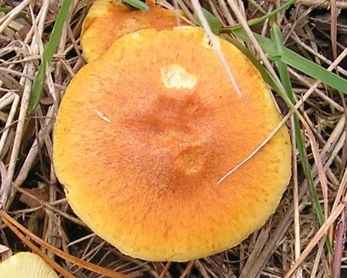 Common rustgill - Gymnopilus penetrans
