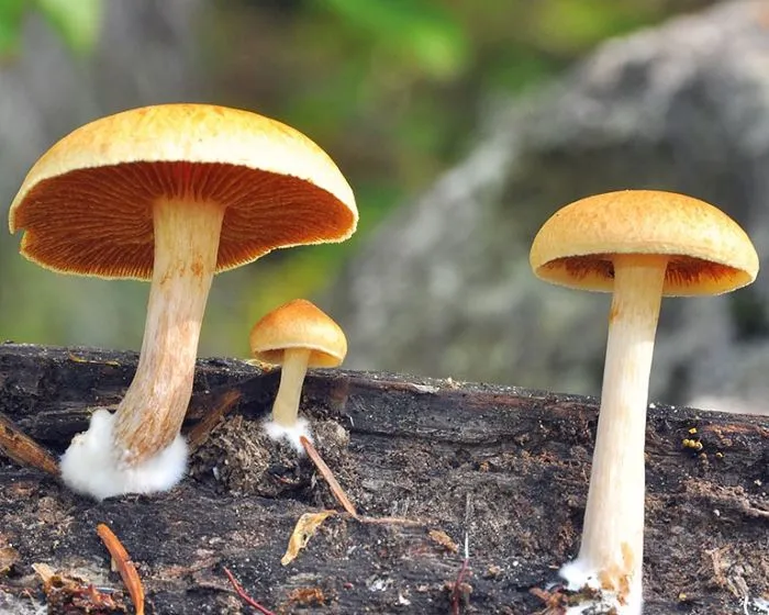 Common rustgill - Gymnopilus penetrans