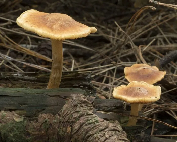 Common rustgill - Gymnopilus penetrans