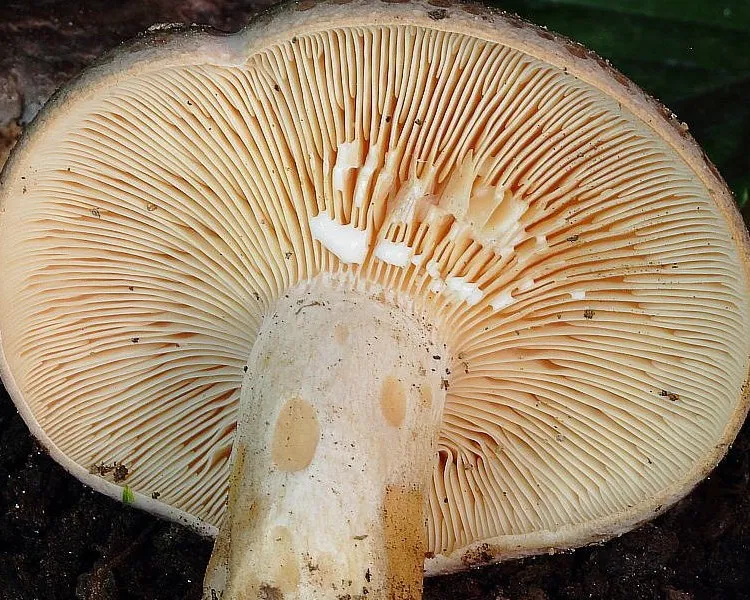 Banded milkcap - Lactarius circellatus
