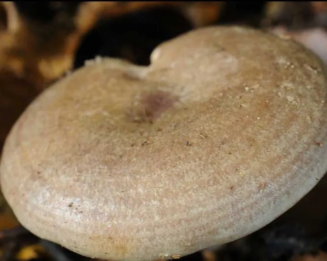 Banded milkcap - Lactarius circellatus