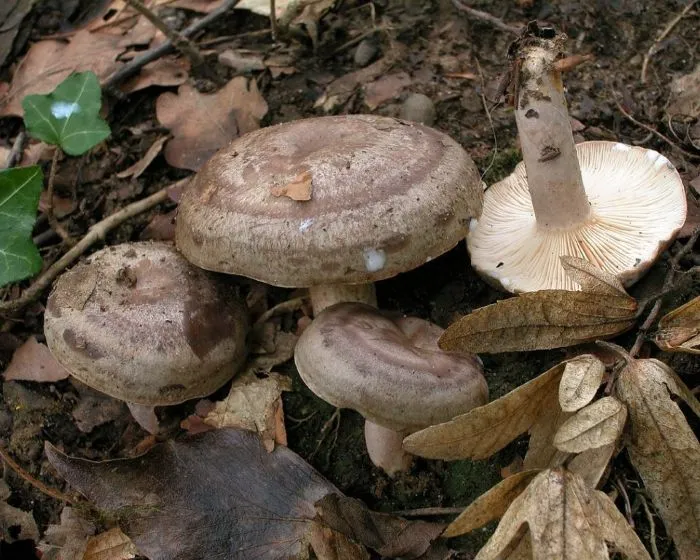Banded milkcap - Lactarius circellatus