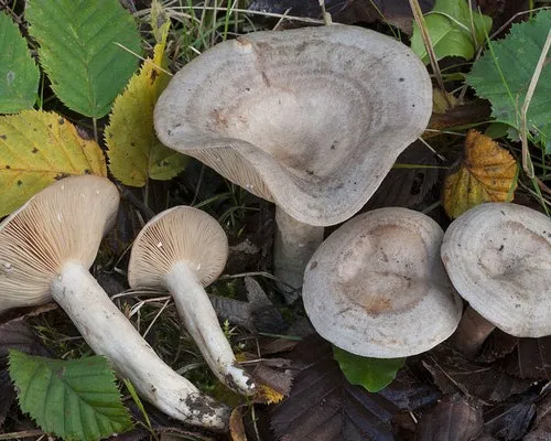 Banded milkcap - Lactarius circellatus