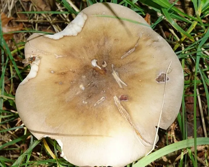 Clouded Funnel