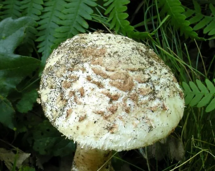 Braunscheidiger Wulstling - Amanita lepiotoides