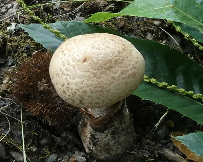 Braunscheidiger Wulstling - Amanita lepiotoides