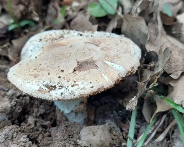 Braunscheidiger Wulstling - Amanita lepiotoides