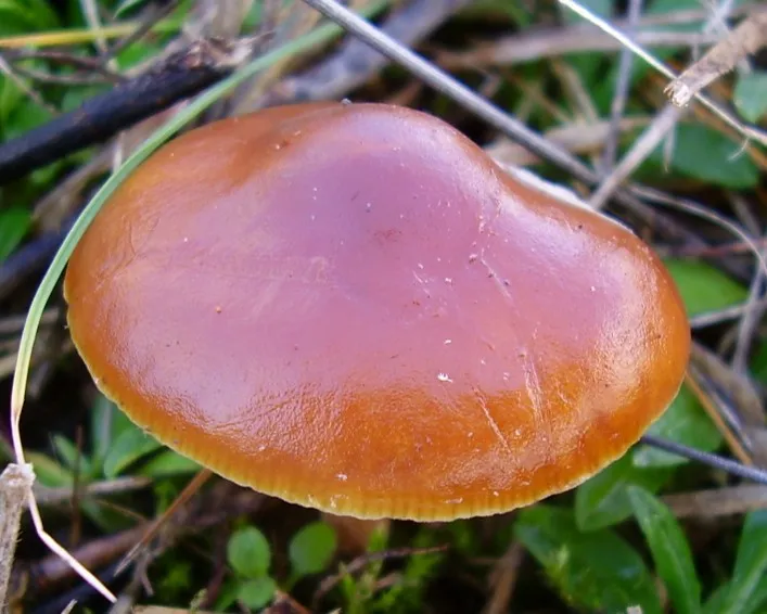 Iglice-fülőke - Flammulina ononidis