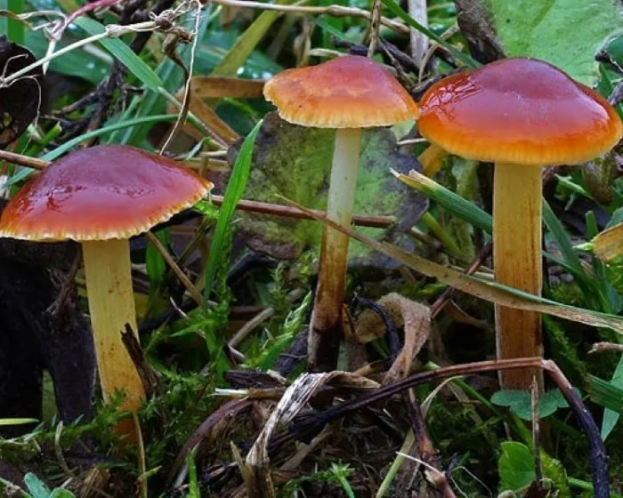 Iglice-fülőke - Flammulina ononidis