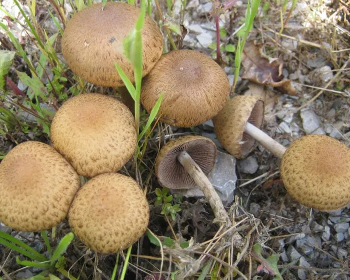 Tränender Saumpilz - Lacrymaria lacrymabunda