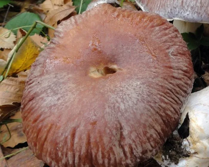 Goliath webcap