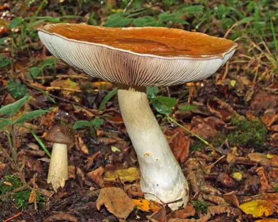 Goliath webcap