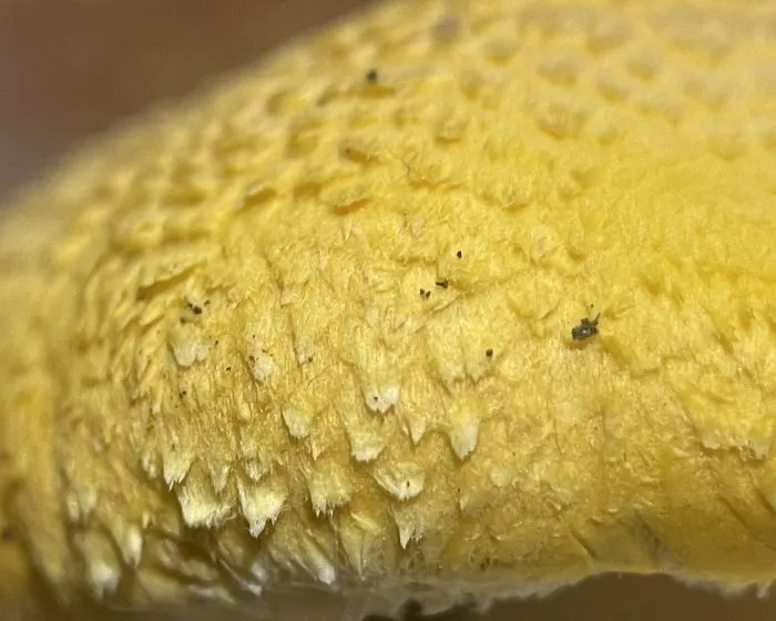 Gelbgrüne Floccularia - Floccularia luteovirens