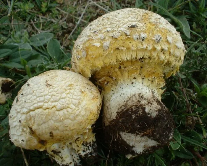 Gelbgrüne Floccularia - Floccularia luteovirens