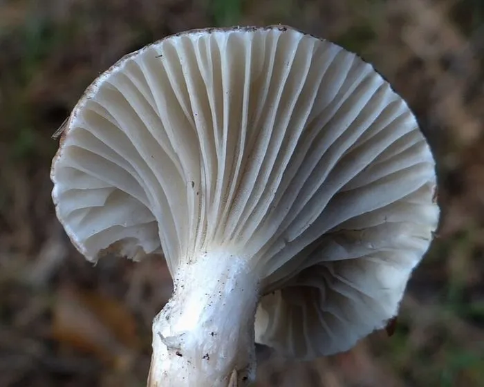 Rosy spike-cap - Gomphidius roseus