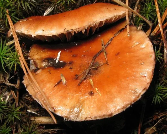 Rosy spike-cap - Gomphidius roseus