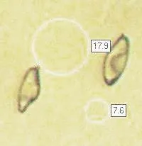 mushroom spore image