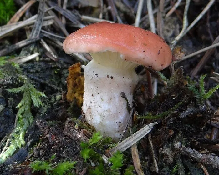 Rosy spike-cap - Gomphidius roseus