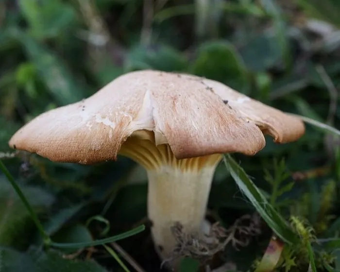 Rosy spike-cap - Gomphidius roseus
