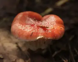 Rózsaszínű nyálkásgomba
