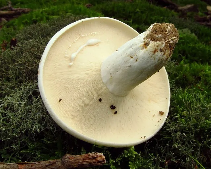 Grünender Pfeffer-Milchling - Lactifluus glaucescens