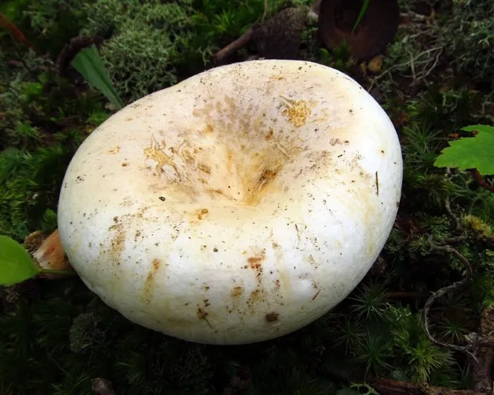 Grünender Pfeffer-Milchling - Lactifluus glaucescens
