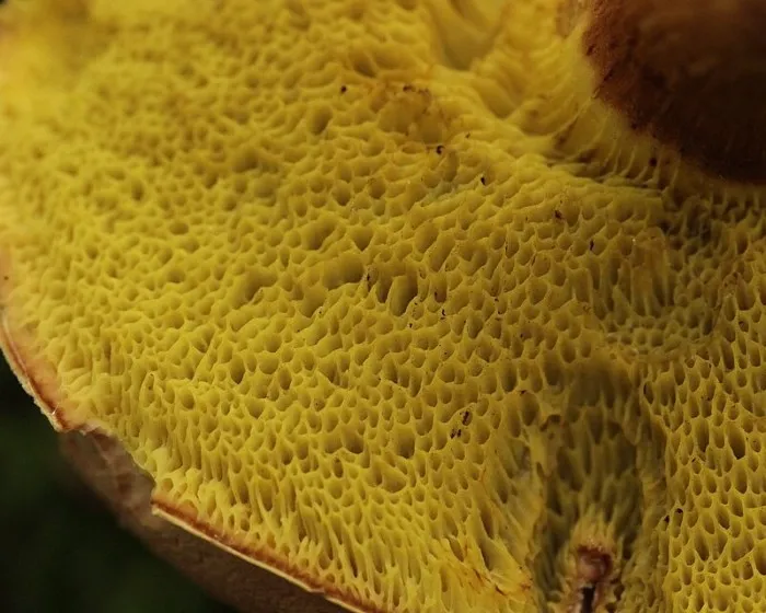 Düsterer Rotfußröhrling - Xerocomellus porosporus
