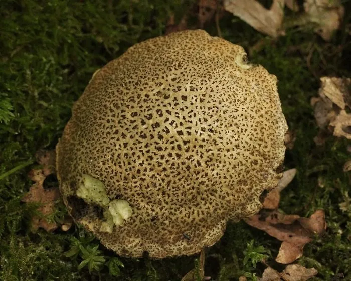 Düsterer Rotfußröhrling - Xerocomellus porosporus