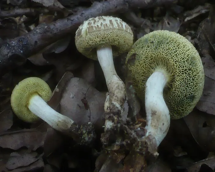 Düsterer Rotfußröhrling - Xerocomellus porosporus
