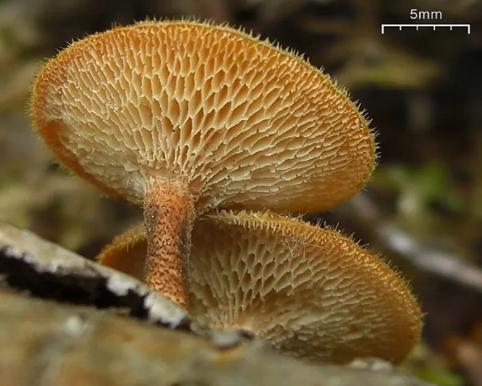 Fagyálló likacsosgomba - Lentinus arcularius