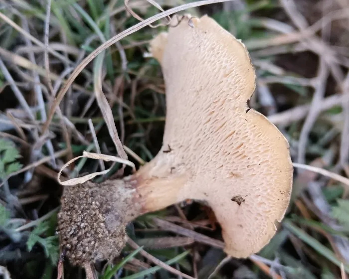 Gyepi likacsosgomba - Picipes rhizophilus