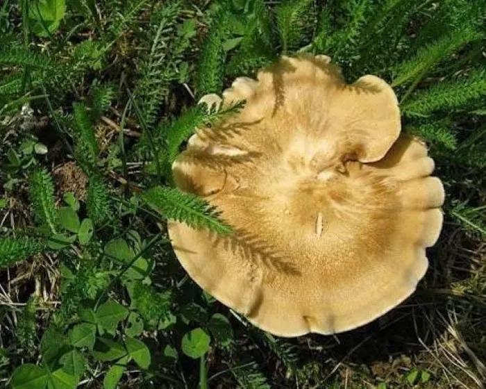 Gyepi likacsosgomba - Picipes rhizophilus
