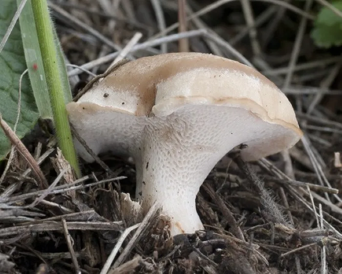 Gyepi likacsosgomba - Picipes rhizophilus