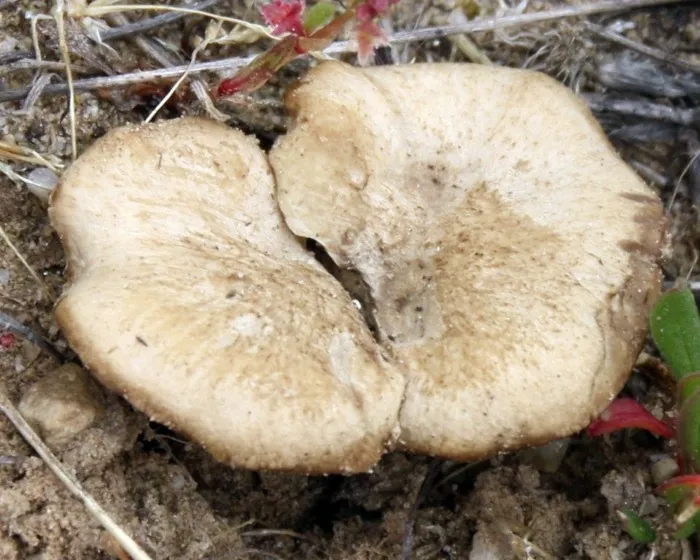 Gyepi likacsosgomba - Picipes rhizophilus