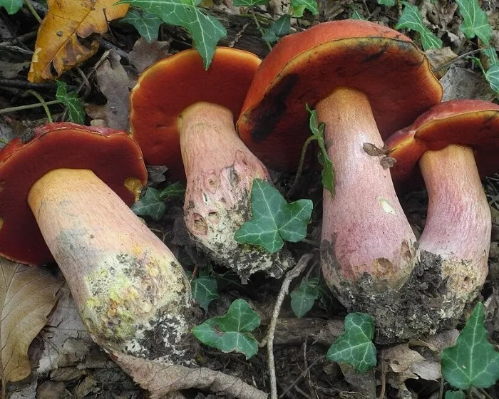 Blutroter Hexenröhrling - Rubroboletus dupainii