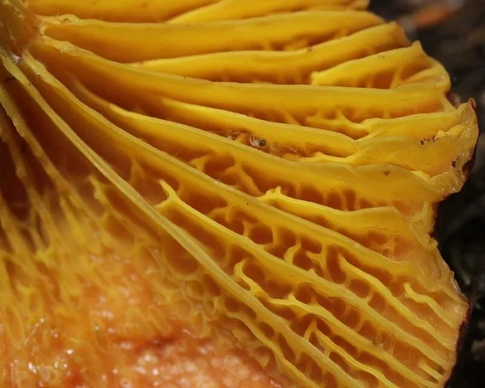 Europäisches Goldblatt - Phylloporus pelletieri