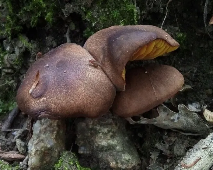 Europäisches Goldblatt - Phylloporus pelletieri
