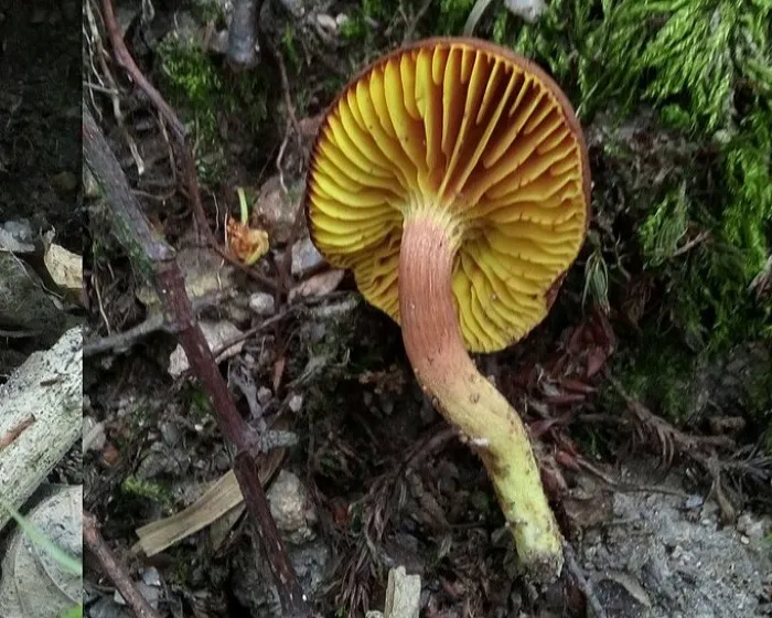 Europäisches Goldblatt - Phylloporus pelletieri