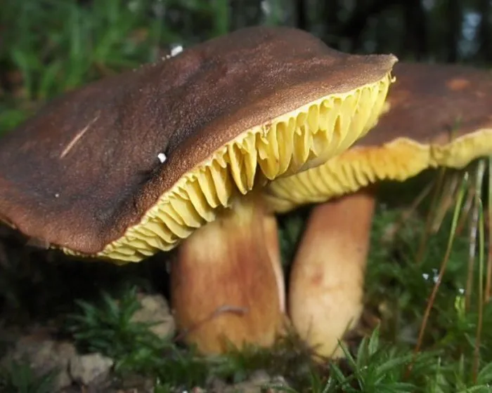 Europäisches Goldblatt - Phylloporus pelletieri