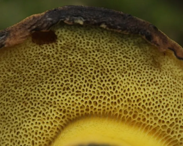 Ligeti tinóru - Cyanoboletus pulverulentus
