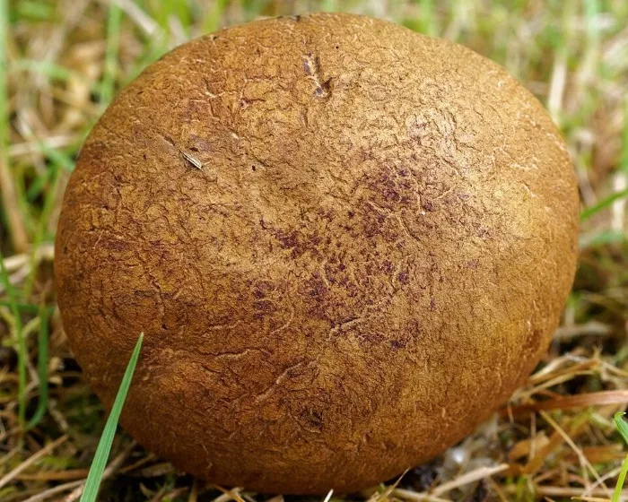 Ligeti tinóru - Cyanoboletus pulverulentus
