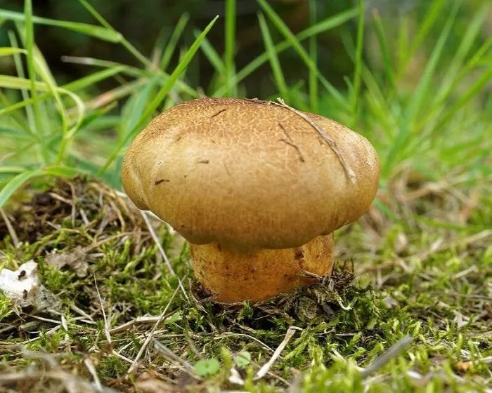 Ligeti tinóru - Cyanoboletus pulverulentus